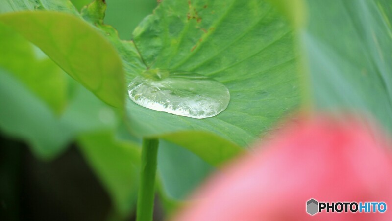 蓮の花