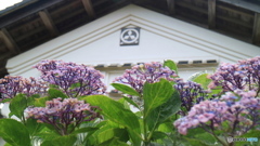 三菱（MITSUBISHI）のスリーダイヤと紫陽花