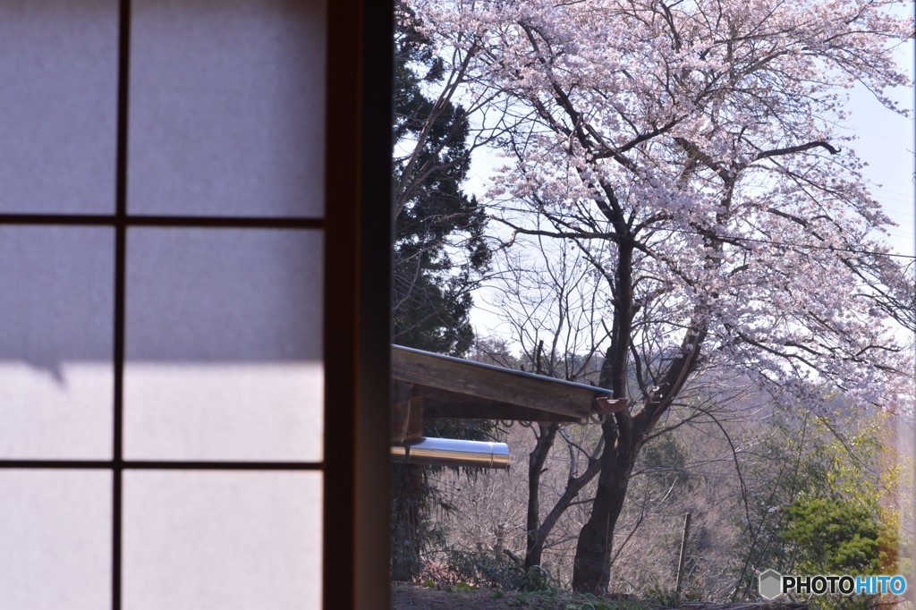 茶の間からの眺め
