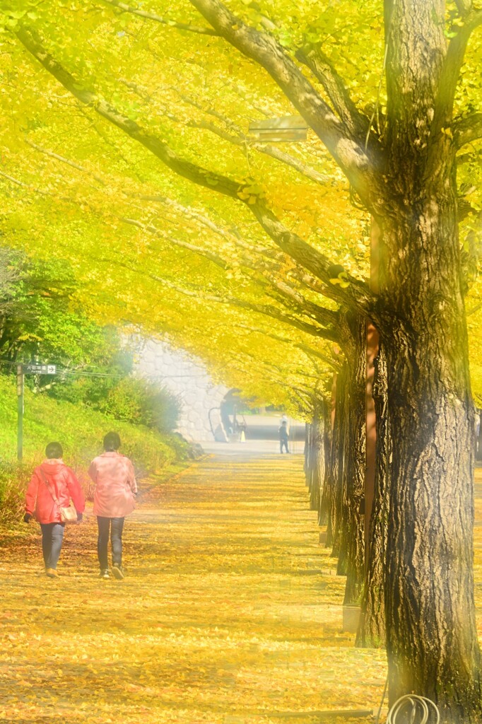 秋色の散歩道