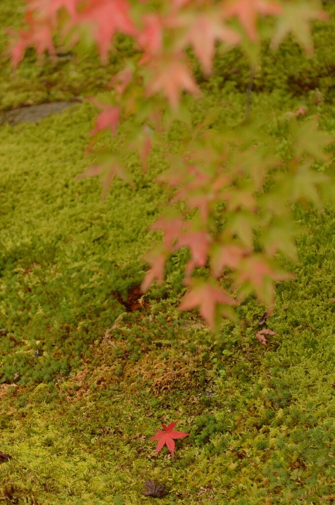 紅葉