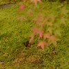 紅葉