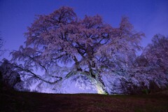 夜の五斗蒔田桜
