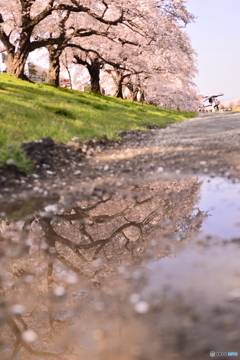 雨上がりの楽しみ