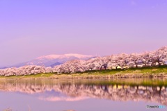 蔵王連峰と一目千本桜と白石川