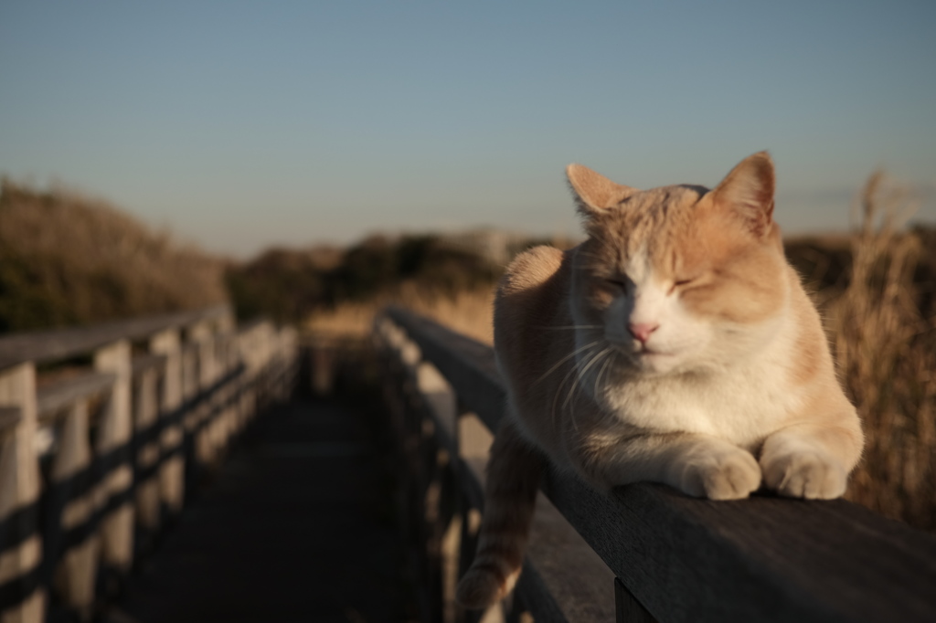 野良猫＠海岸