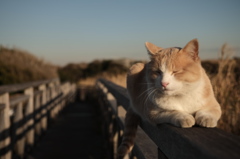 野良猫＠海岸