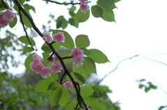 曇りの中のお花