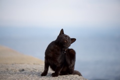 ホエー！のニャンズ