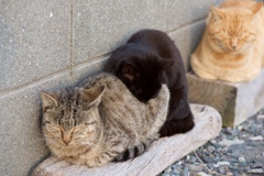 尻モフなニャン