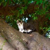山猫風のニャン