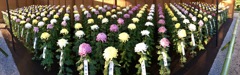 菊花展