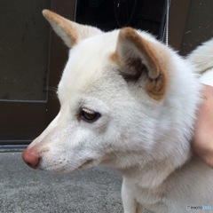 美人犬