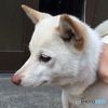 美人犬