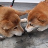 チュッ❤️てしてる