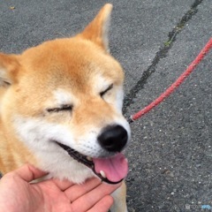 ヨシヨシ
