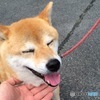 ヨシヨシ