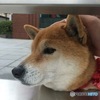 ヨシヨシしてみた