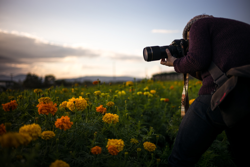 Marigold。。