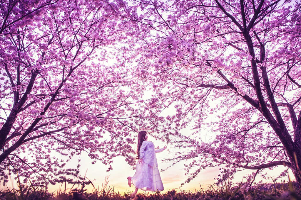 桜色に染まる夕暮れ