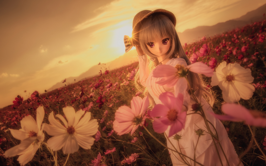  Cosmos flower with autumn sunset