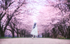 桜と幻想の世界