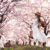 Cherry Blossom Avenue