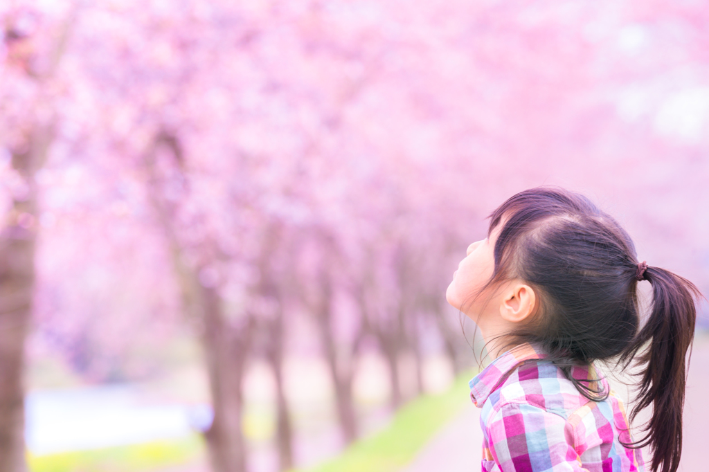 cherry blossom 2014