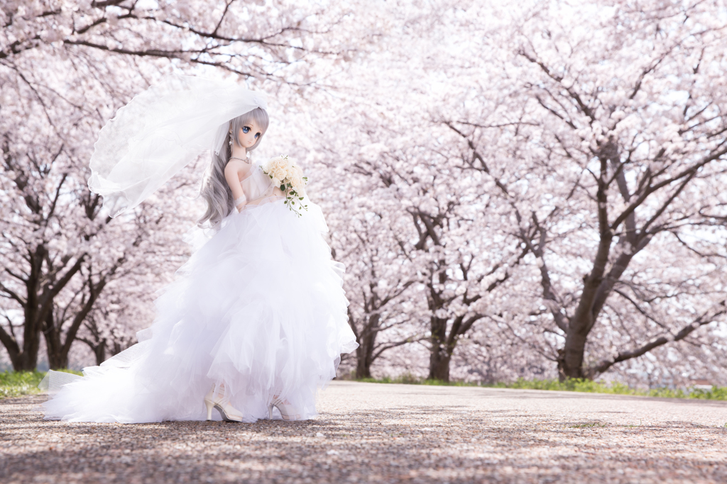 Sakura×Wedding