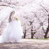 Sakura×Wedding