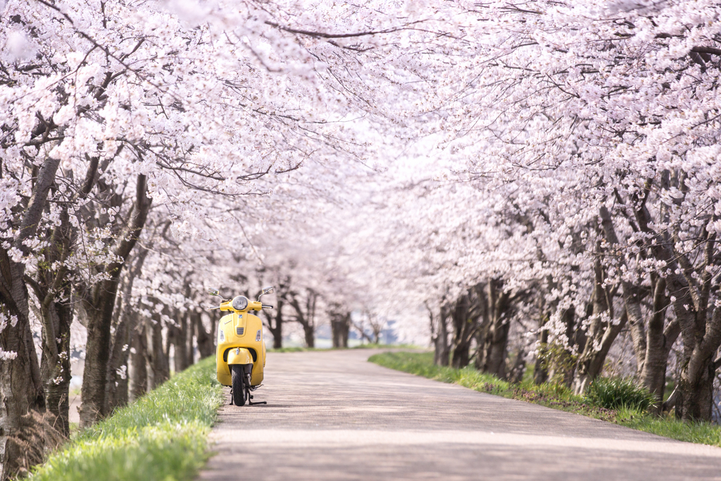 Sakura×Vespa