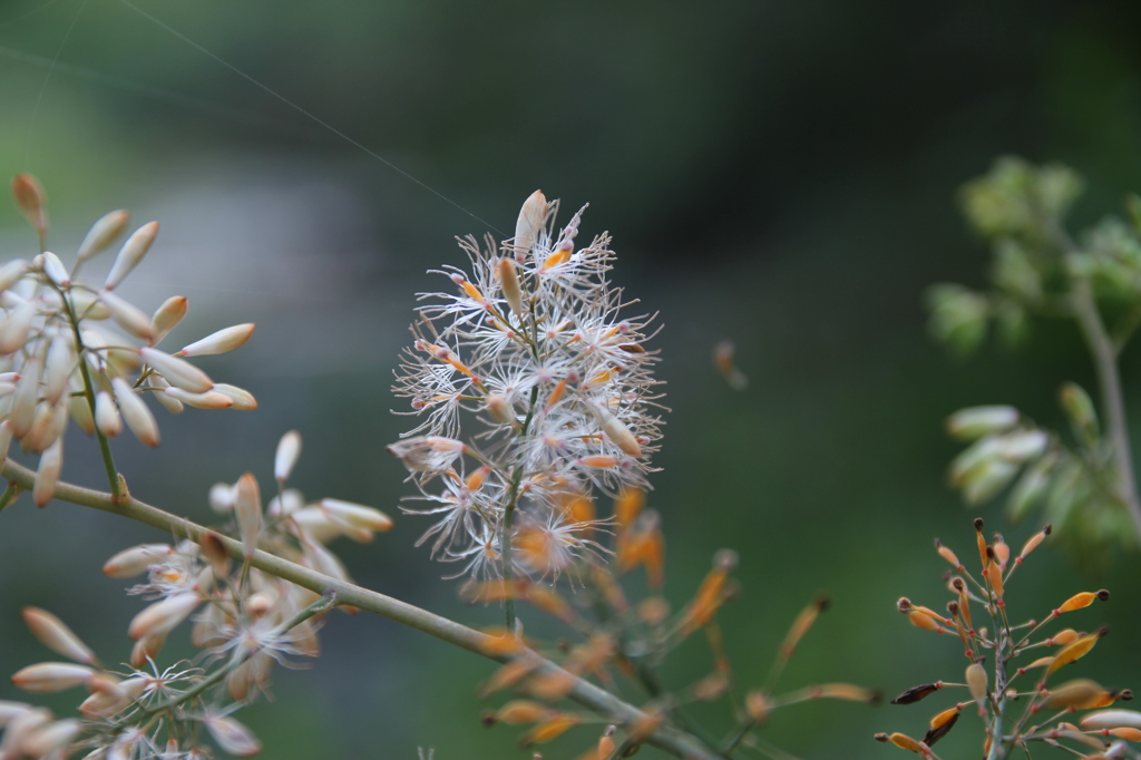 タケニグサの花