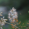 タケニグサの花