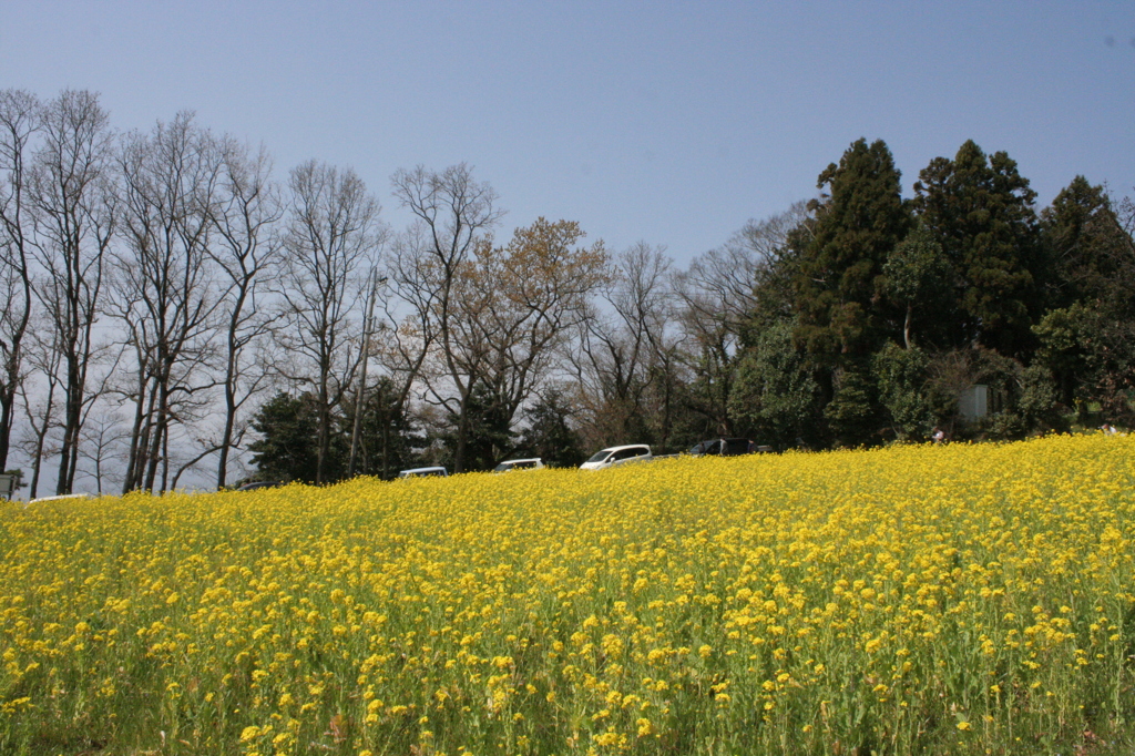 菜の花畑