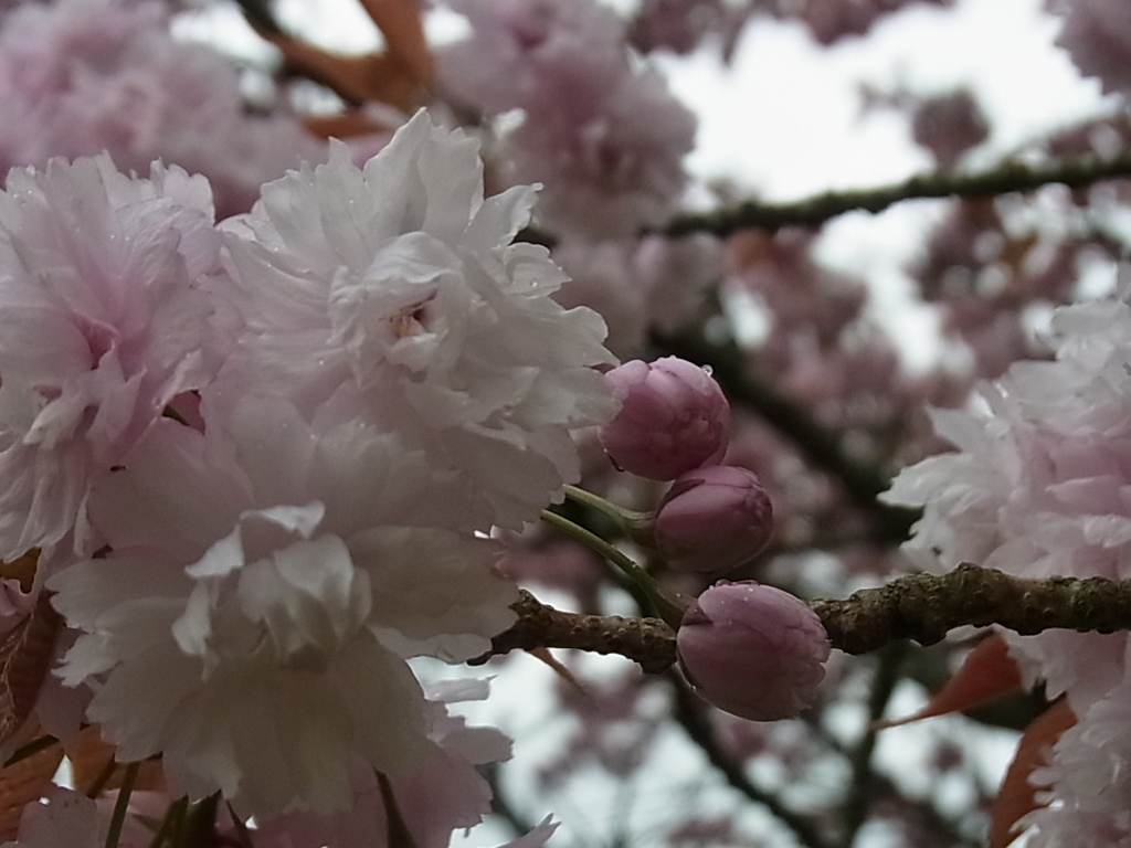 雨の宗堂桜