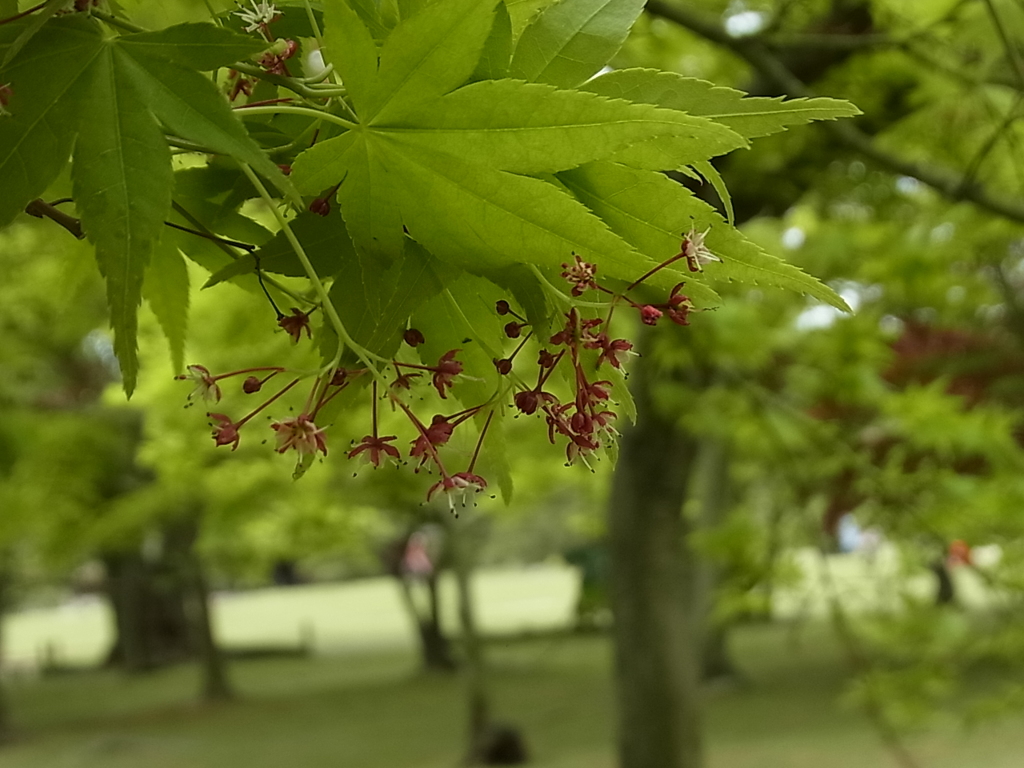 新緑　もみじの花