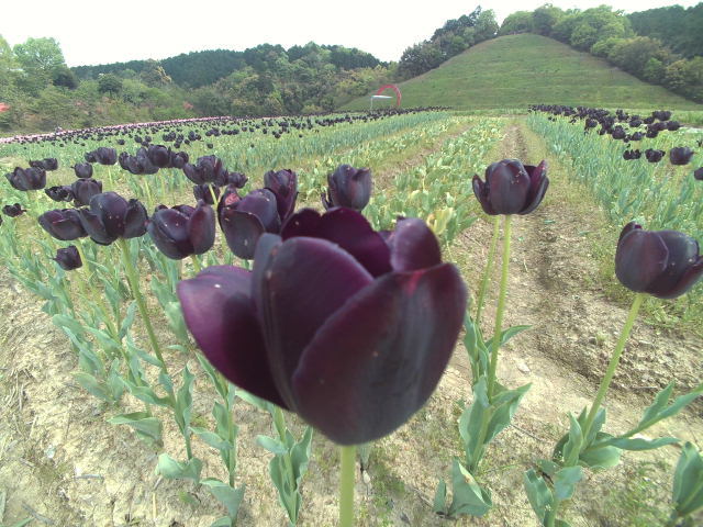 チューリップ