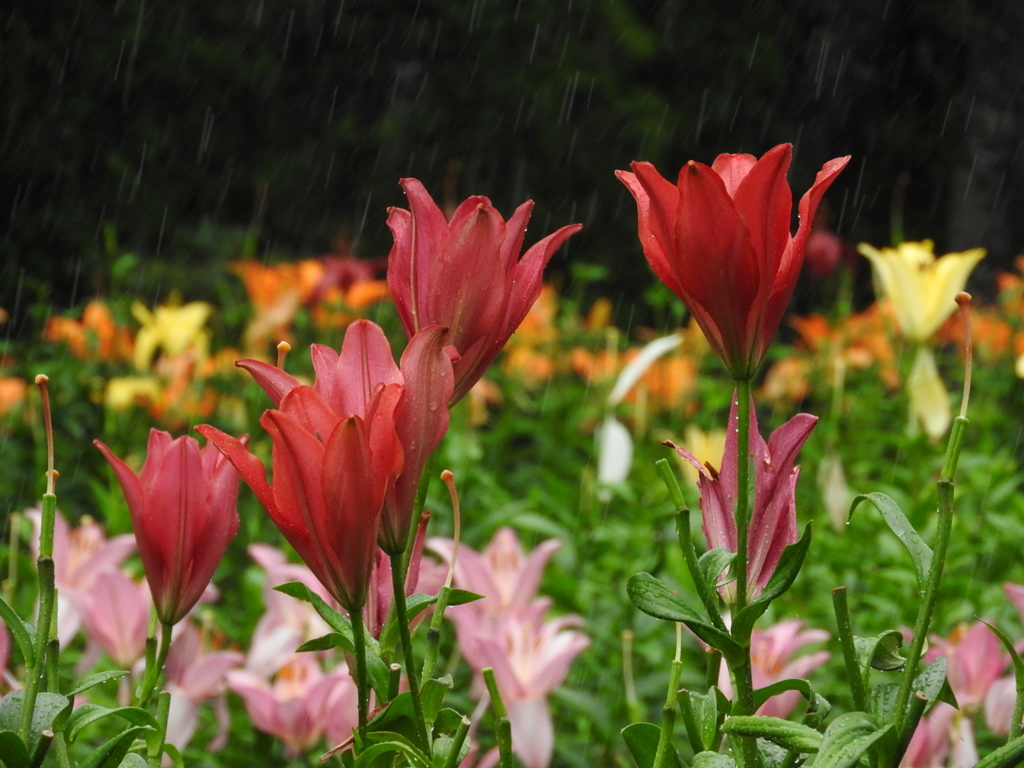 雨の ゆり園２