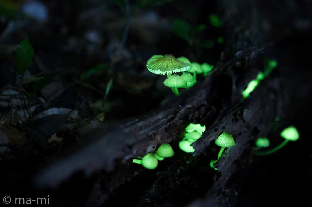 真夜中の森