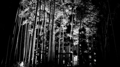 Bamboo Magic