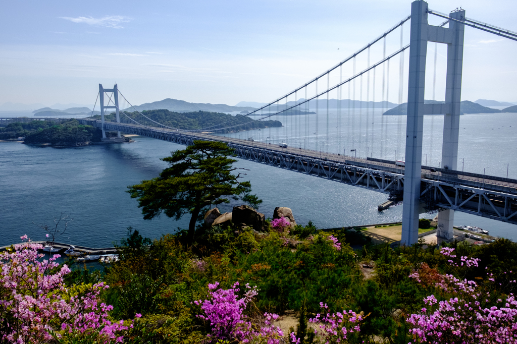 一本松と瀬戸大橋