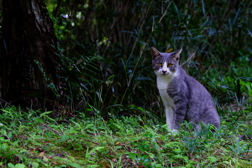 山猫