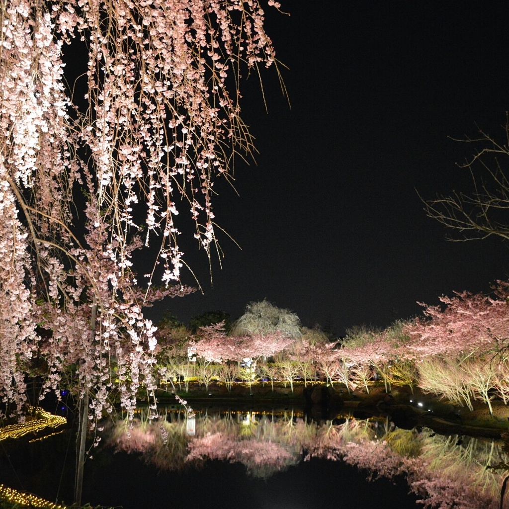 なばなの里 イルミネーション