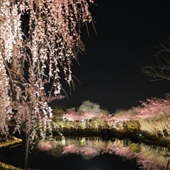 なばなの里 イルミネーション