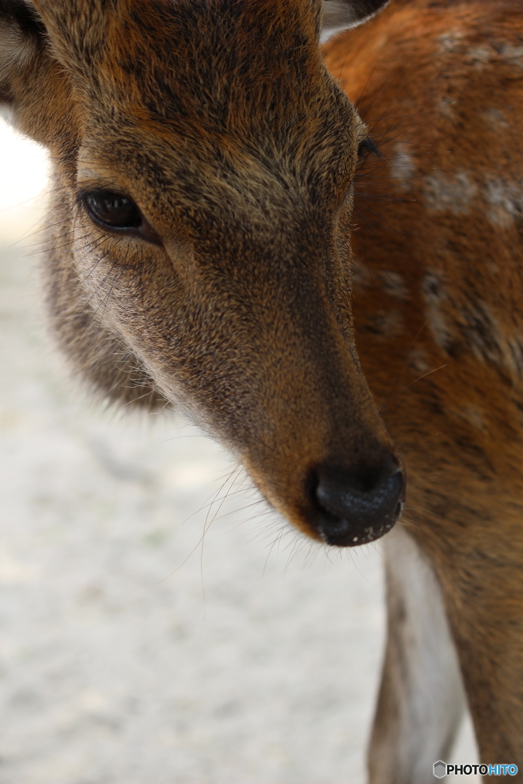 宮島のシカ