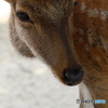 宮島のシカ