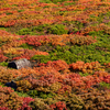 三ツ石山の紅葉