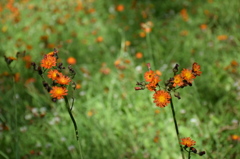 名前不明の花。