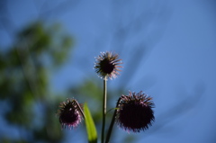 花のお化け。