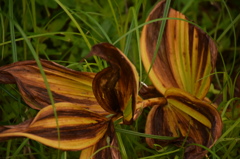 Flower of the forest